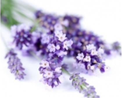 Hydrolate Lavender Haldi-Aroma zone, 100 ml